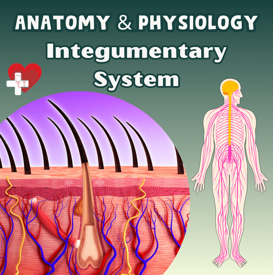 Integumentary System: A Guide for Nursing Students