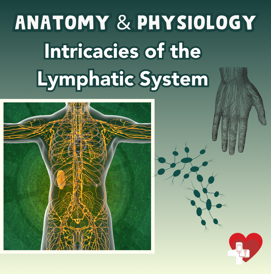 Intricacies of the Lymphatic System – Nursing Focus